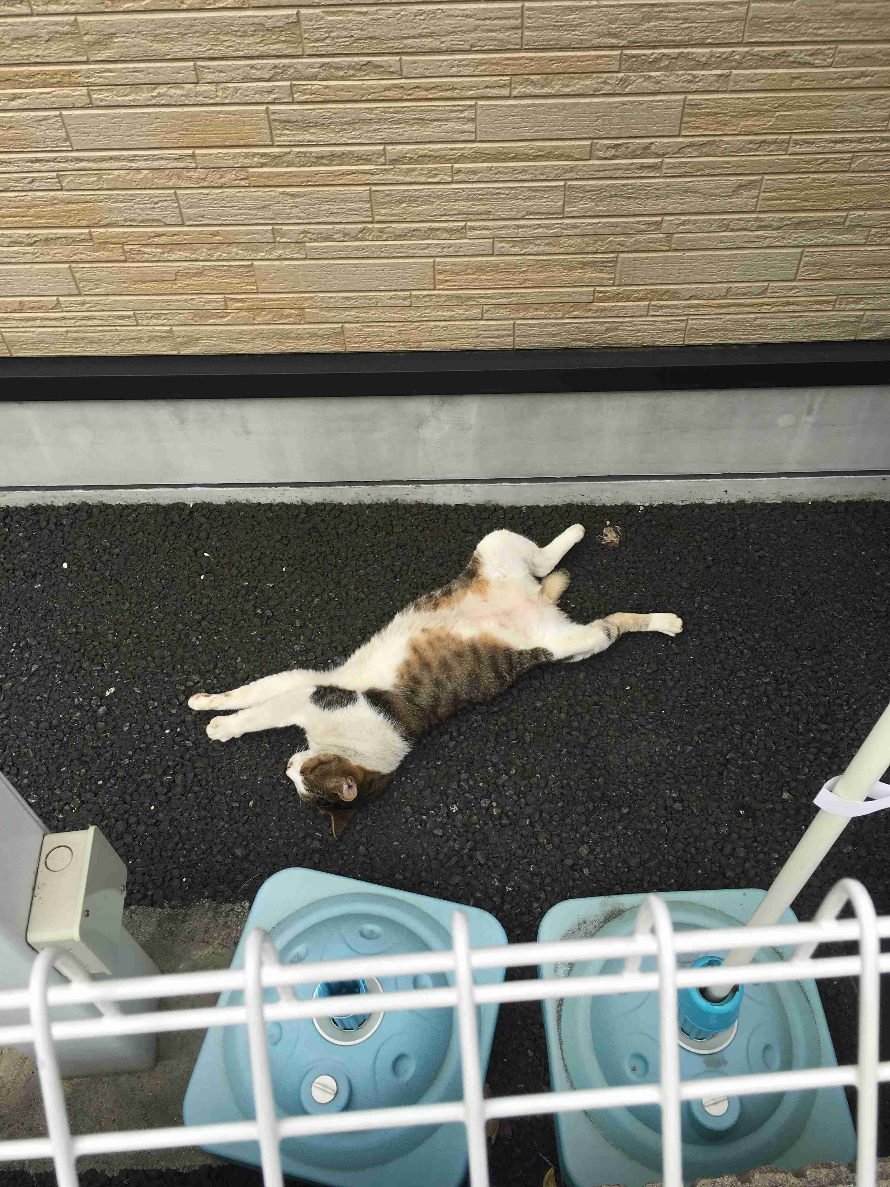 本能を忘れてそうな動物たちが集結するトピ