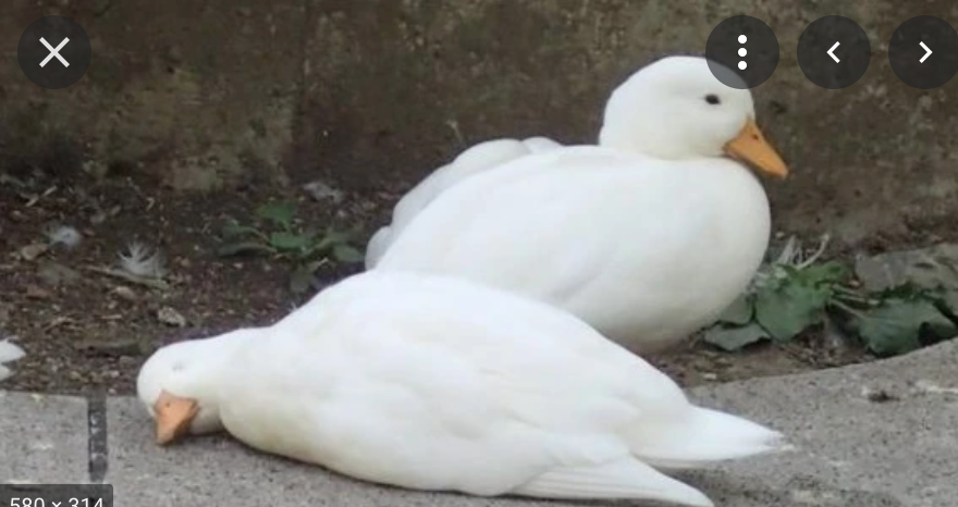 本能を忘れてそうな動物たちが集結するトピ