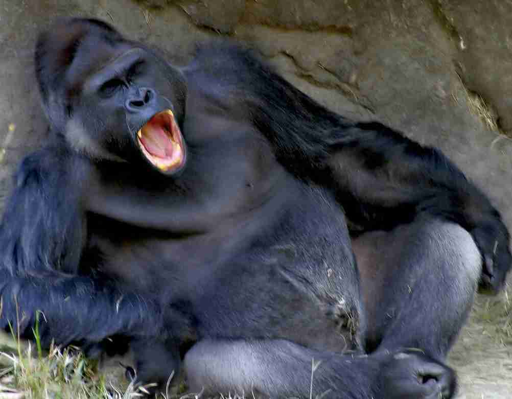 本能を忘れてそうな動物たちが集結するトピ