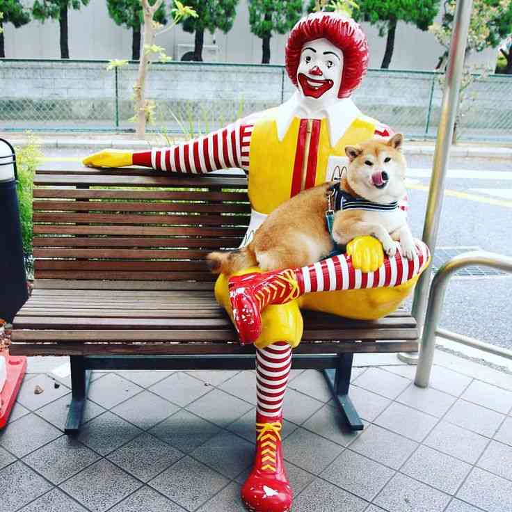 本能を忘れてそうな動物たちが集結するトピ