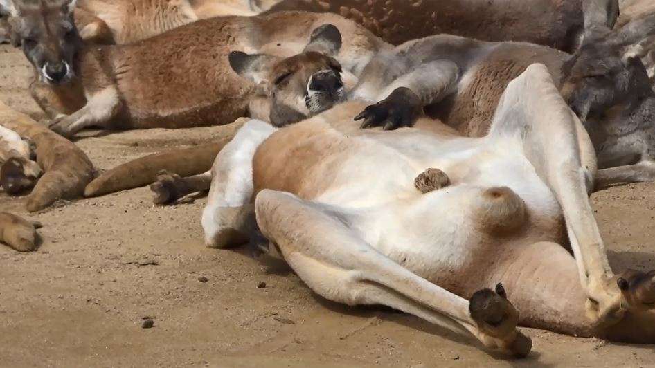 本能を忘れてそうな動物たちが集結するトピ