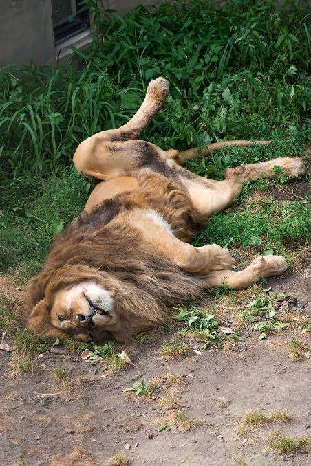 本能を忘れてそうな動物たちが集結するトピ
