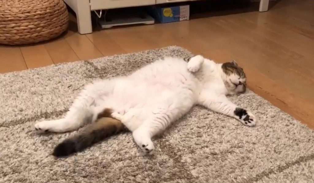 本能を忘れてそうな動物たちが集結するトピ