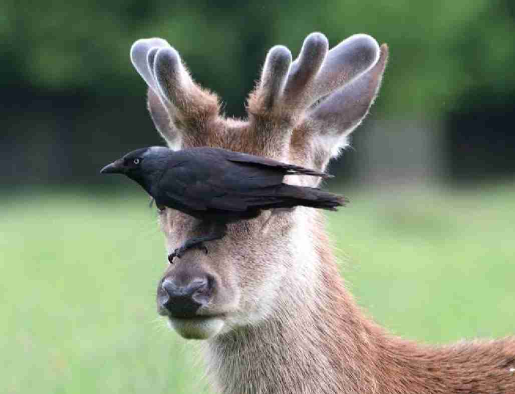 本能を忘れてそうな動物たちが集結するトピ