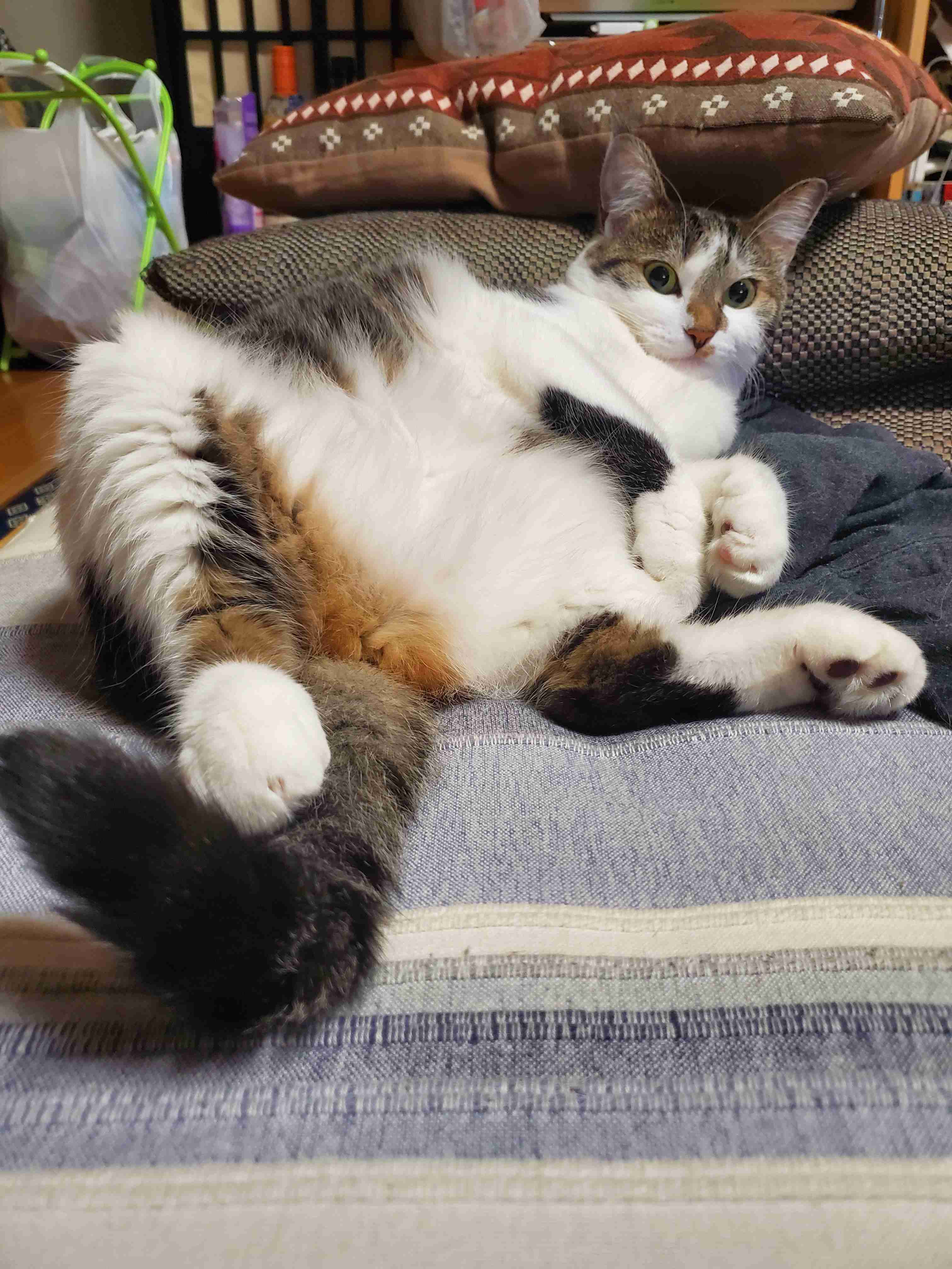 本能を忘れてそうな動物たちが集結するトピ