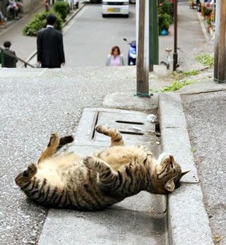 本能を忘れてそうな動物たちが集結するトピ