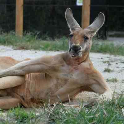 本能を忘れてそうな動物たちが集結するトピ