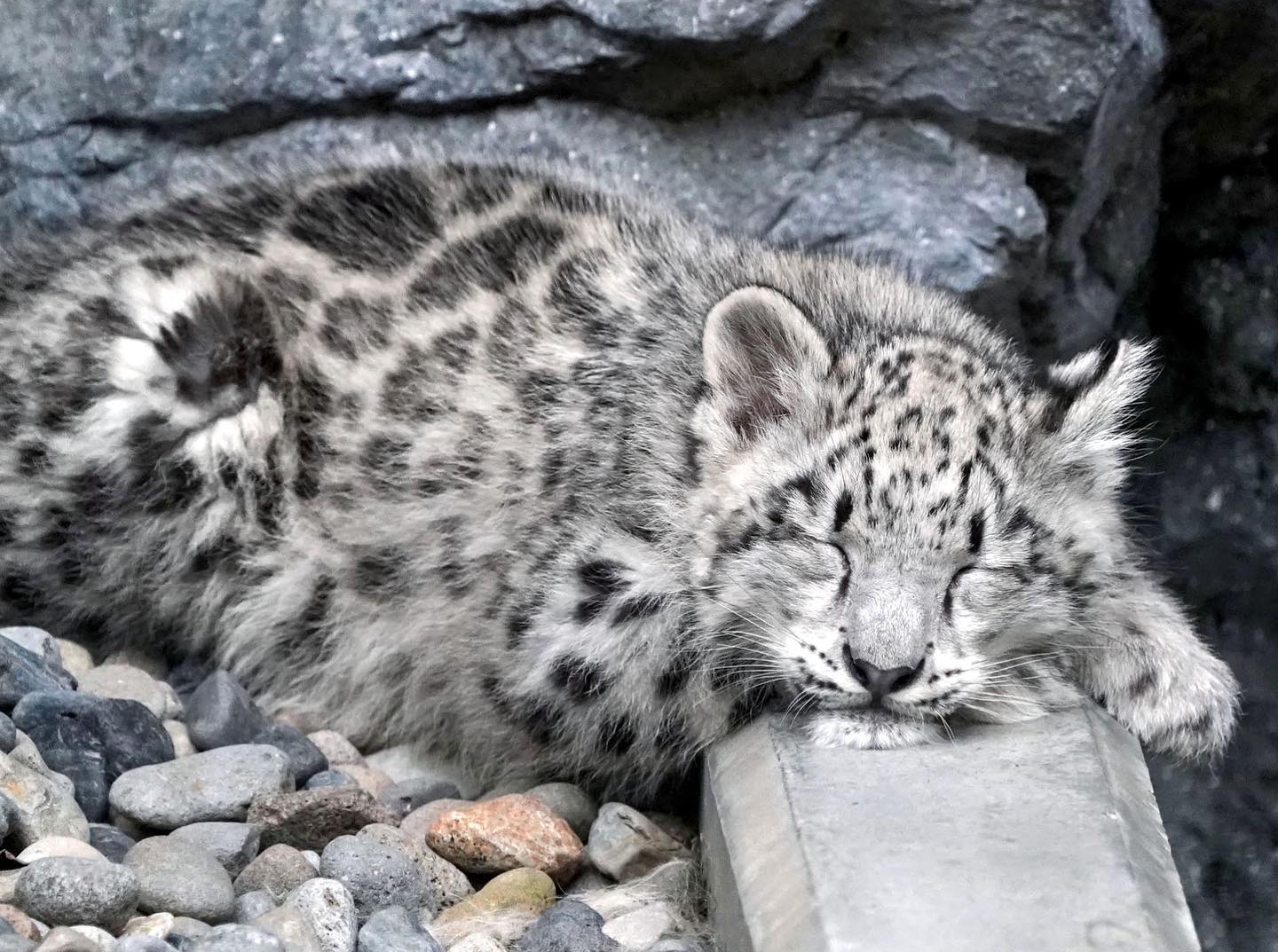 本能を忘れてそうな動物たちが集結するトピ