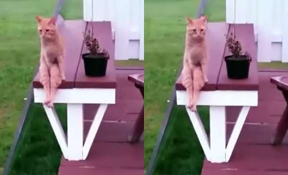 本能を忘れてそうな動物たちが集結するトピ