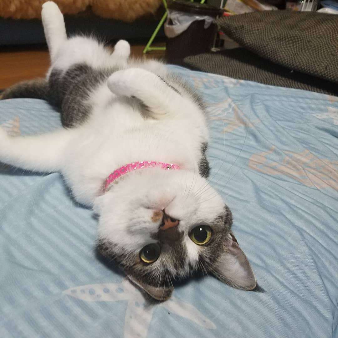 本能を忘れてそうな動物たちが集結するトピ