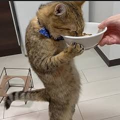 本能を忘れてそうな動物たちが集結するトピ