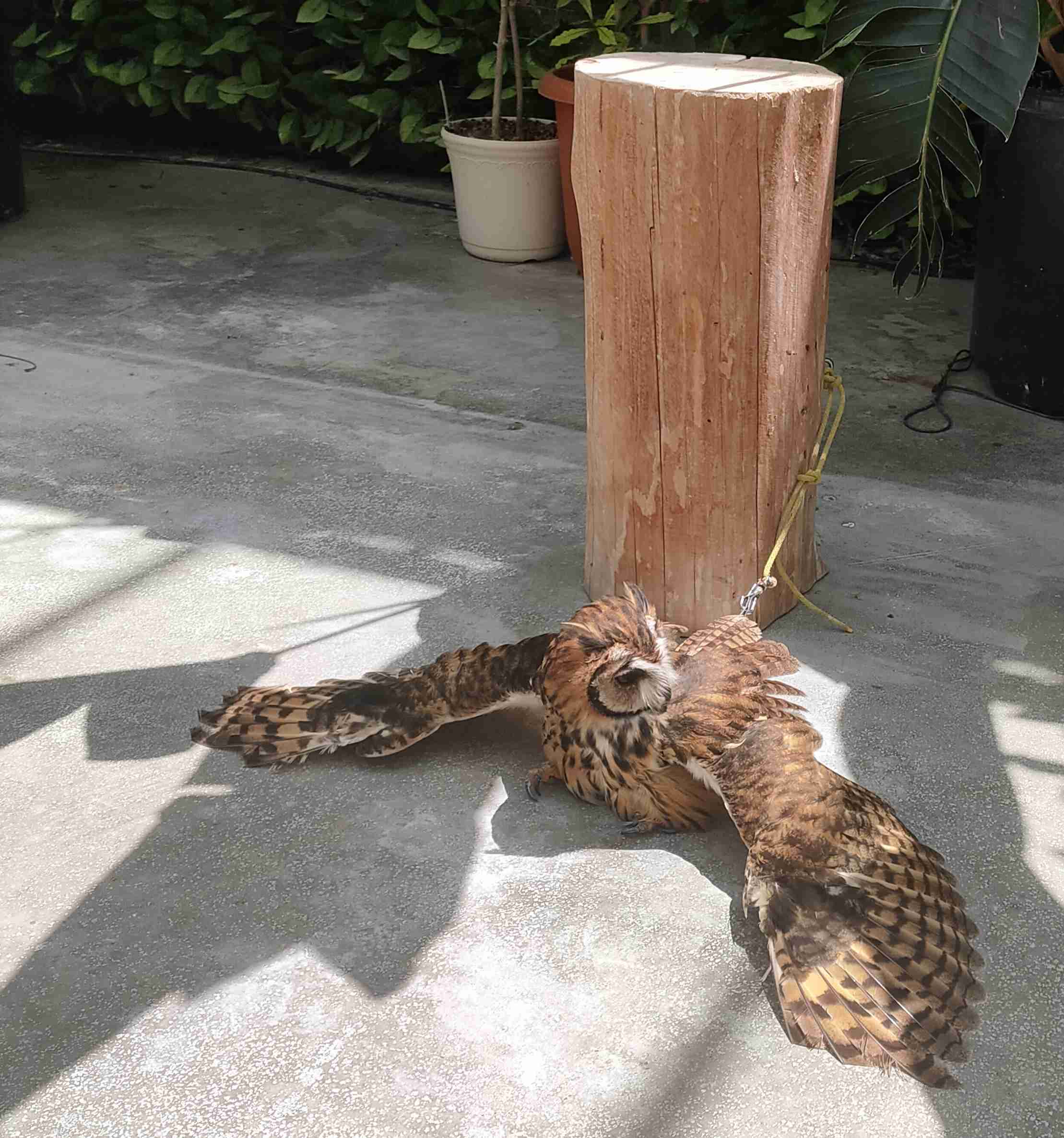 本能を忘れてそうな動物たちが集結するトピ