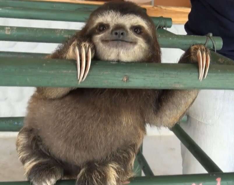 本能を忘れてそうな動物たちが集結するトピ