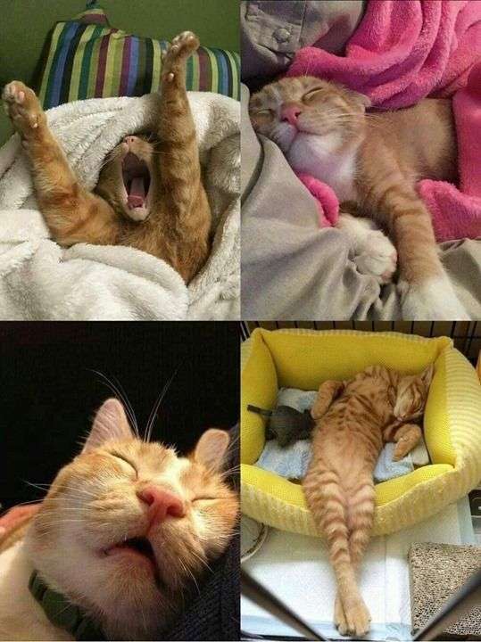 本能を忘れてそうな動物たちが集結するトピ