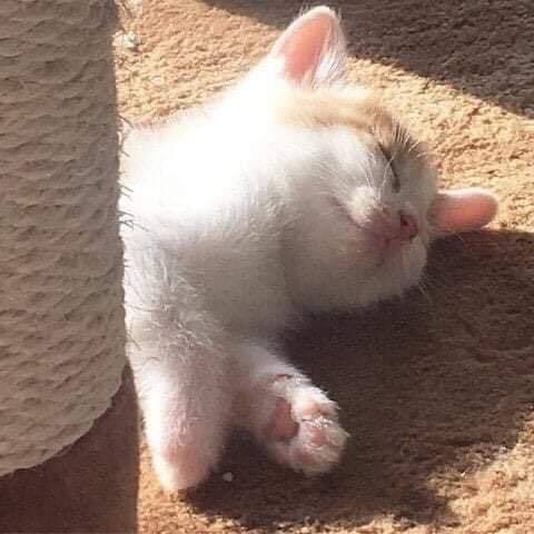 猫を飼っている方、どんな出会い方でしたか？