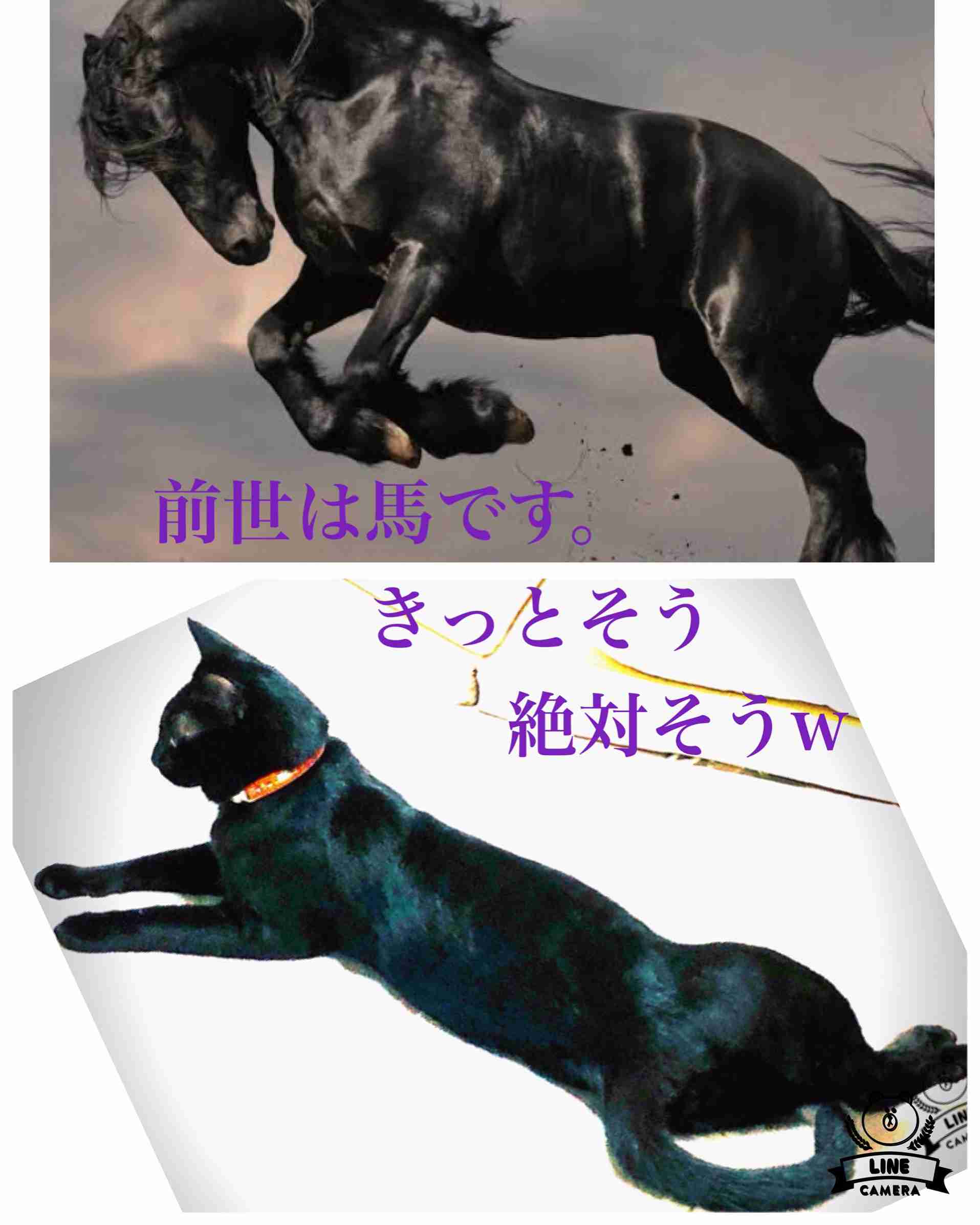 猫を飼っている方、どんな出会い方でしたか？
