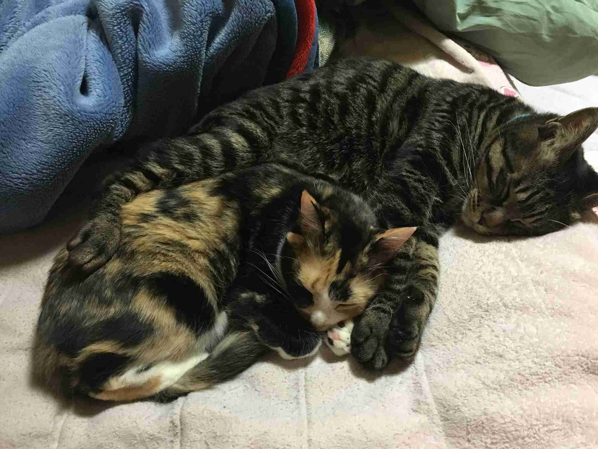 猫を飼っている方、どんな出会い方でしたか？
