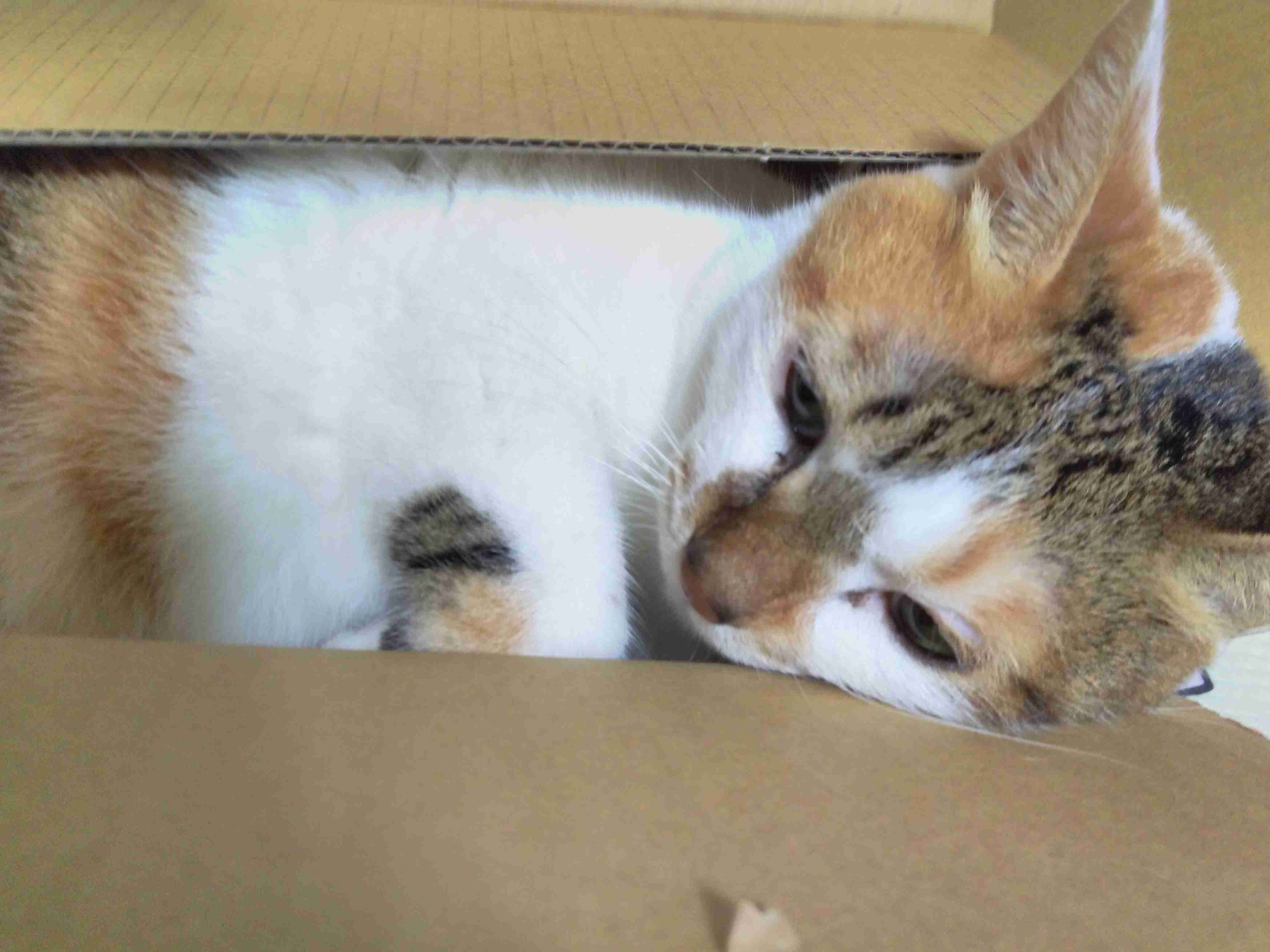 猫を飼っている方、どんな出会い方でしたか？