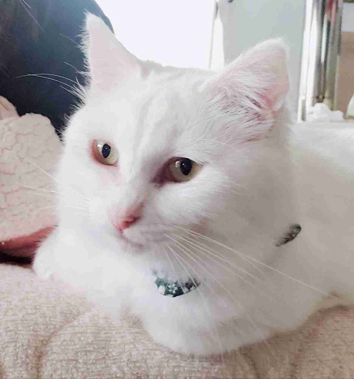 猫を飼っている方、どんな出会い方でしたか？