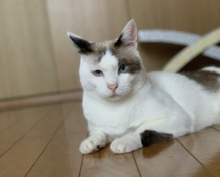 猫を飼っている方、どんな出会い方でしたか？