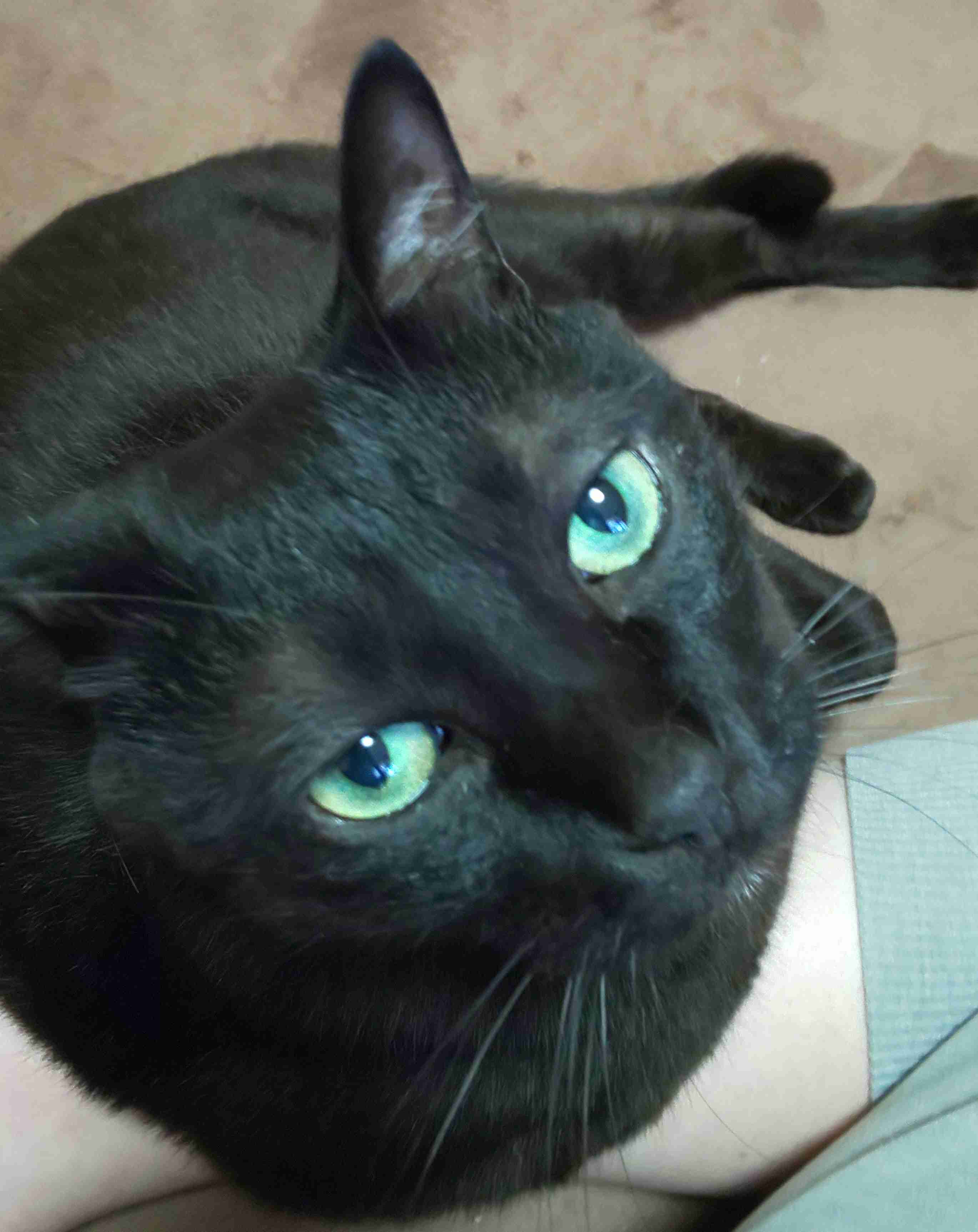 猫を飼っている方、どんな出会い方でしたか？