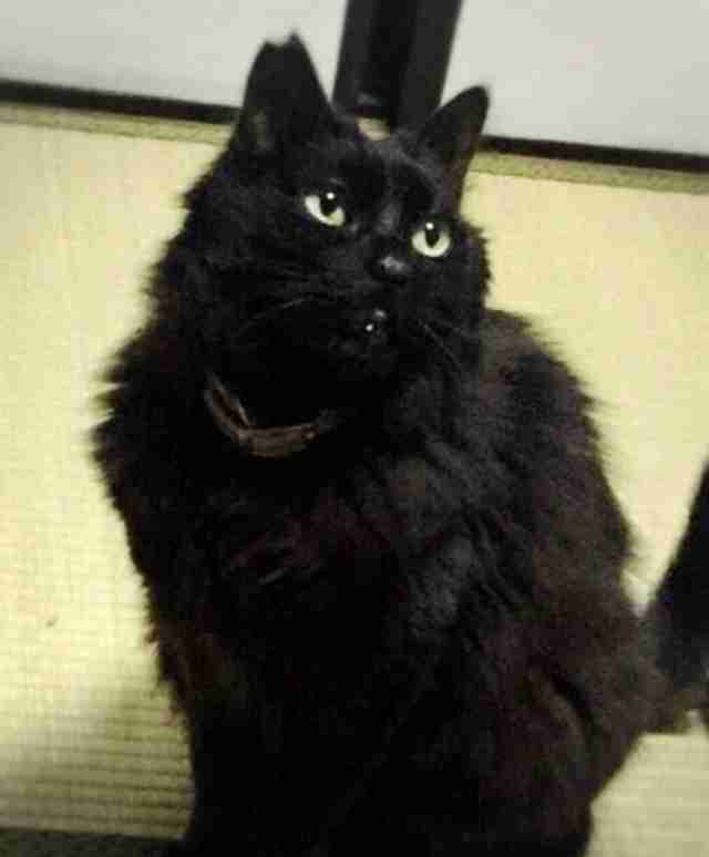 猫を飼っている方、どんな出会い方でしたか？
