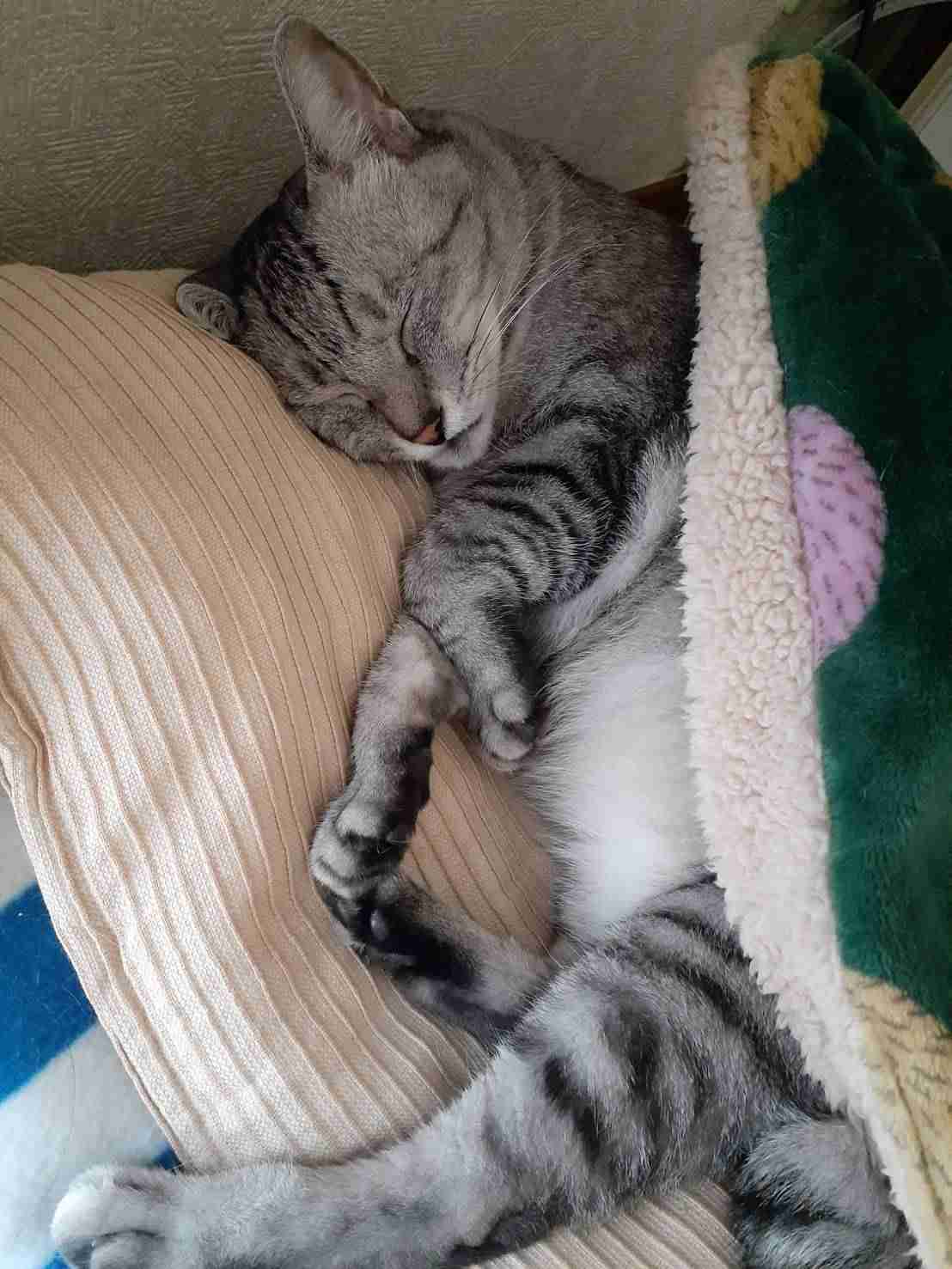 猫を飼っている方、どんな出会い方でしたか？