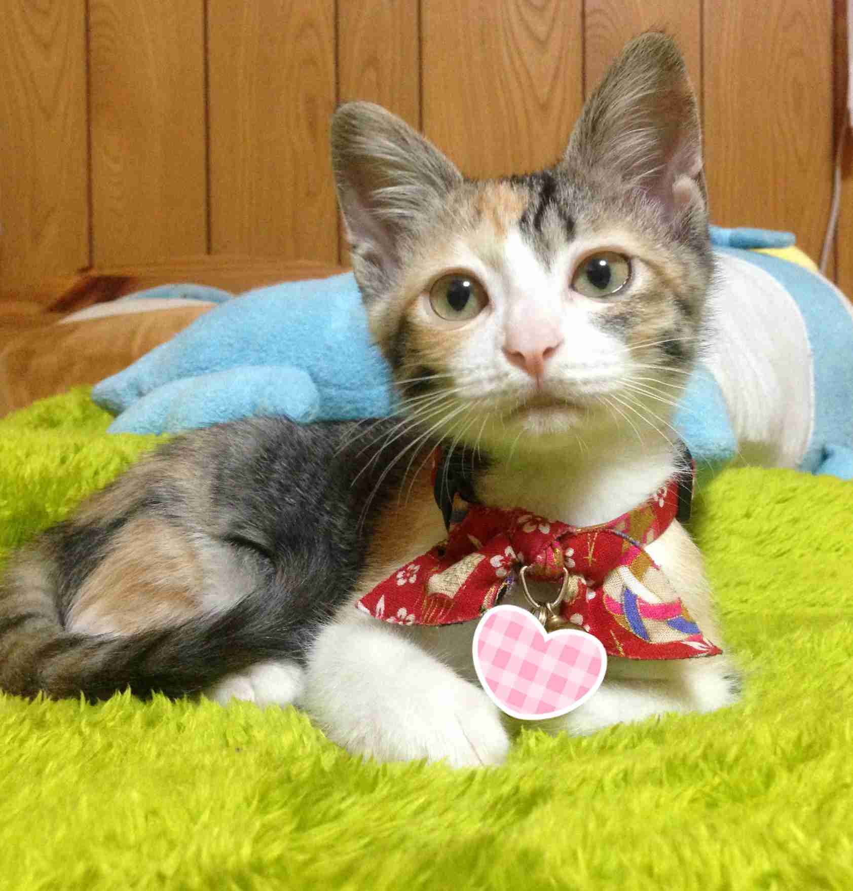 猫を飼っている方、どんな出会い方でしたか？