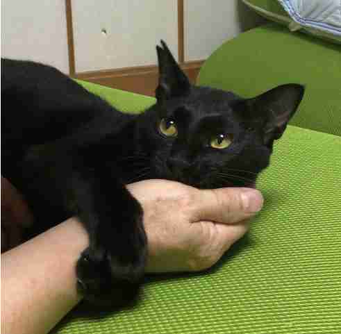 猫を飼っている方、どんな出会い方でしたか？