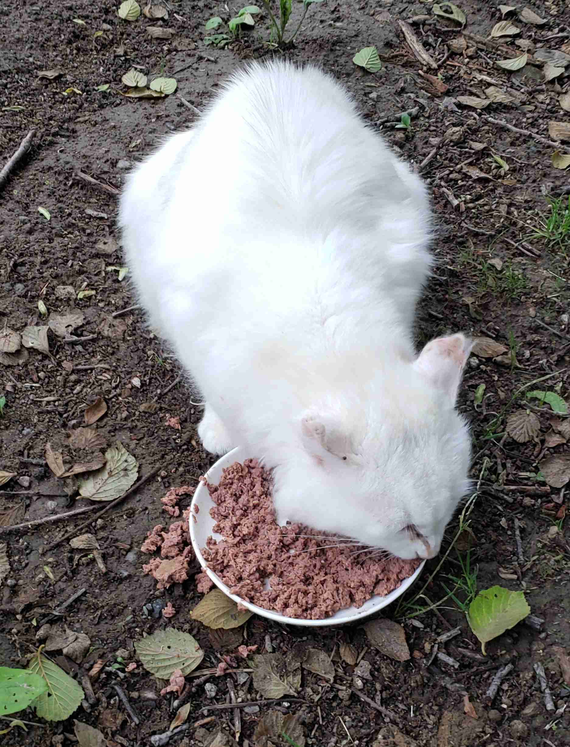 猫を飼っている方、どんな出会い方でしたか？