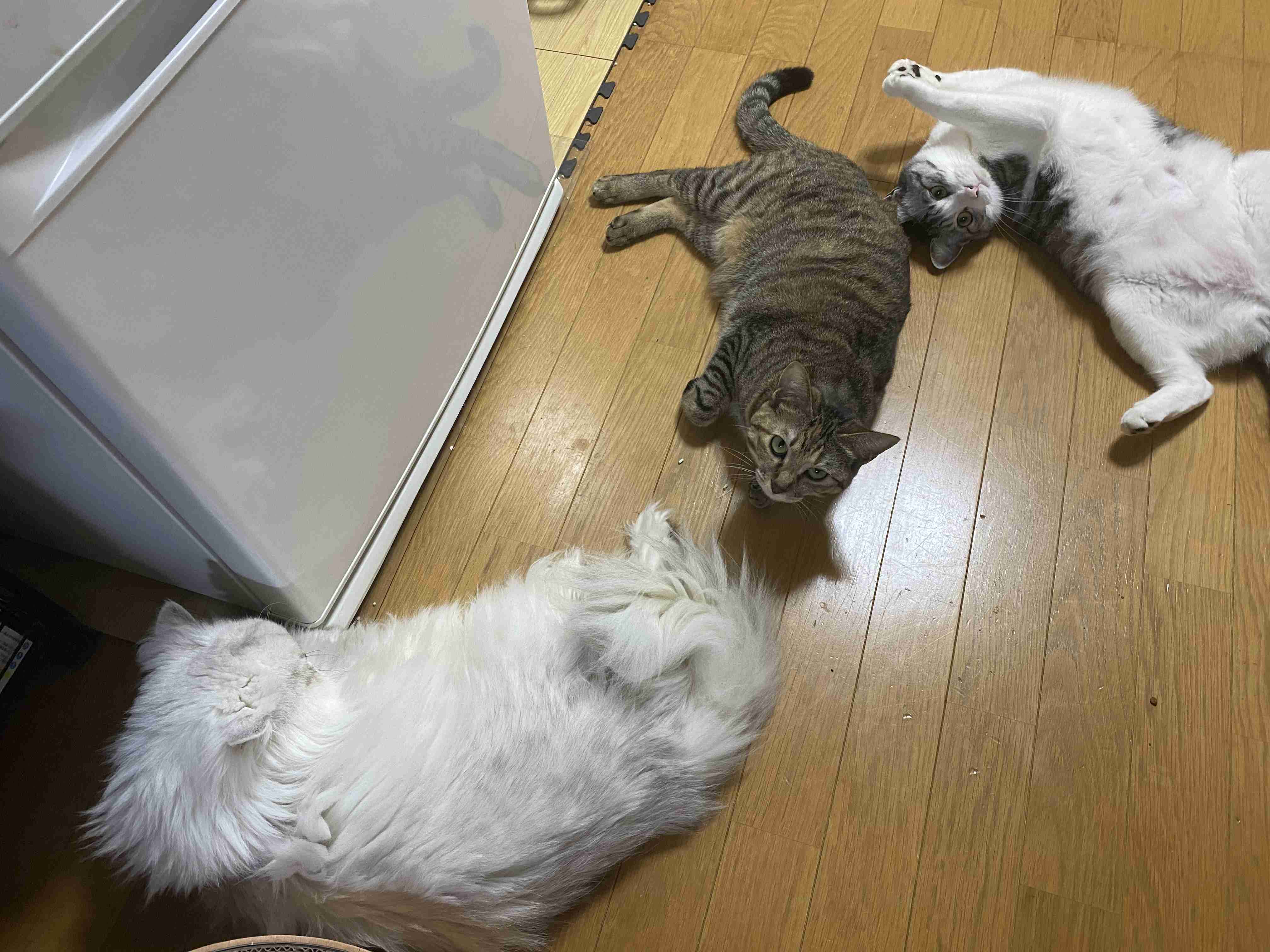 猫を飼っている方、どんな出会い方でしたか？