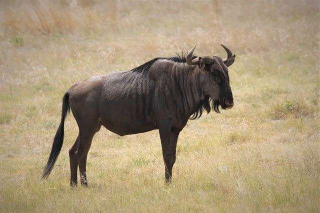 King Gnu、全国アリーナツアー開催決定　ウイルス感染拡大予防対策を最優先に実施