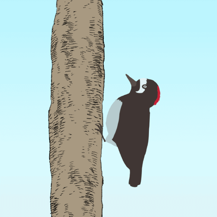絵しりとり