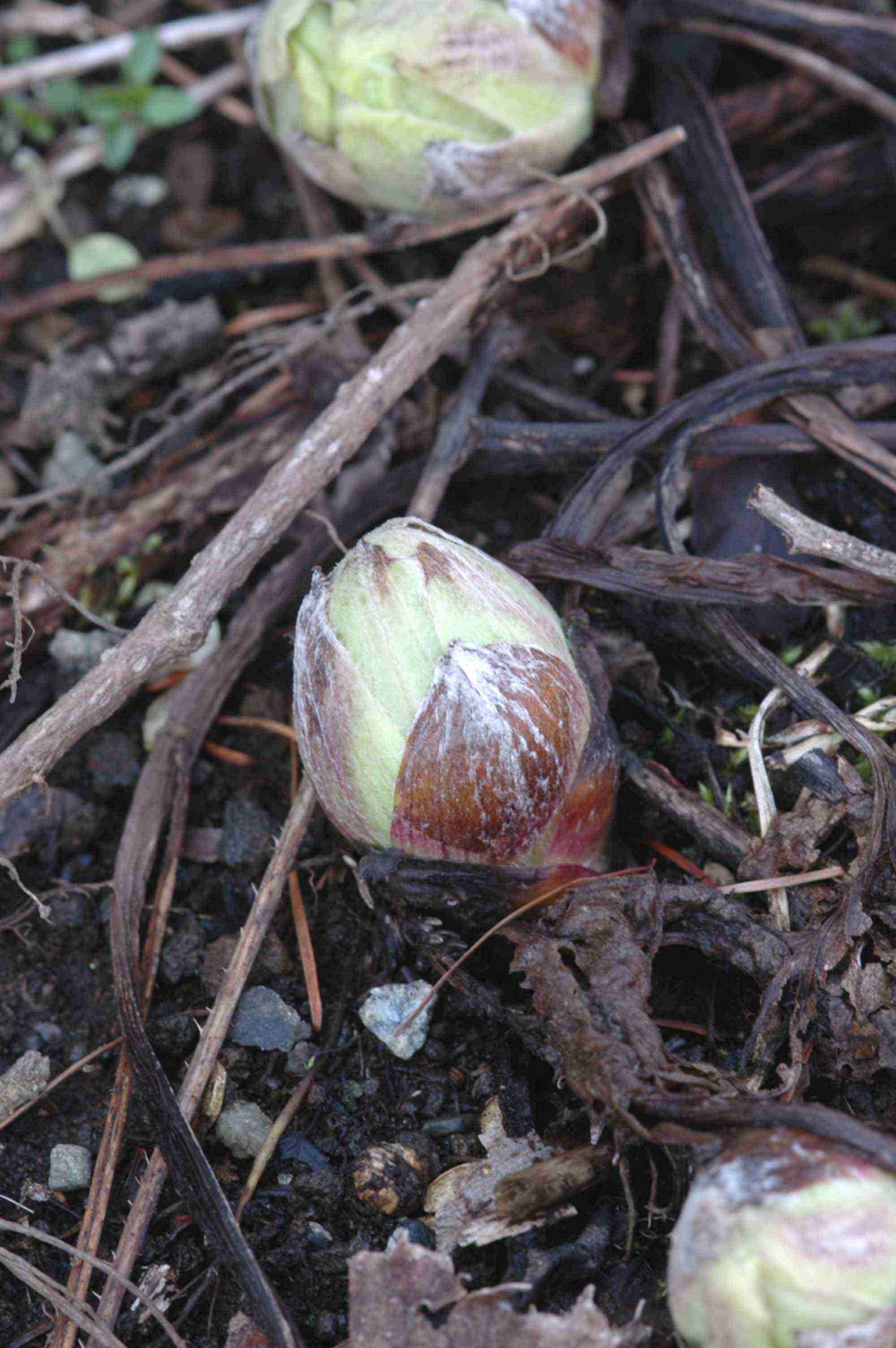 毒を持ってる生物・植物