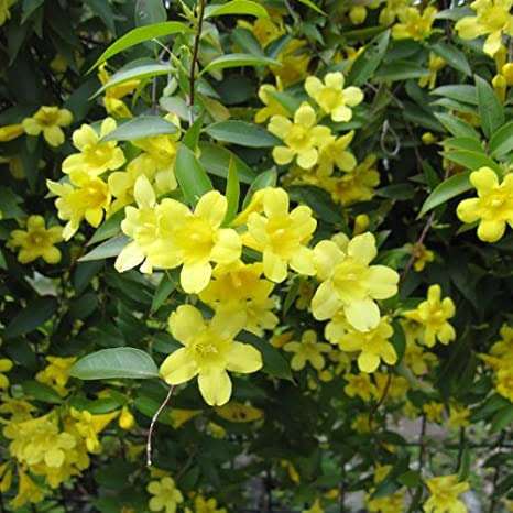 毒を持ってる生物・植物