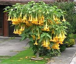 毒を持ってる生物・植物