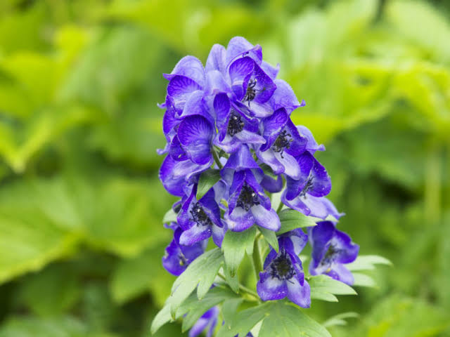 毒を持ってる生物・植物