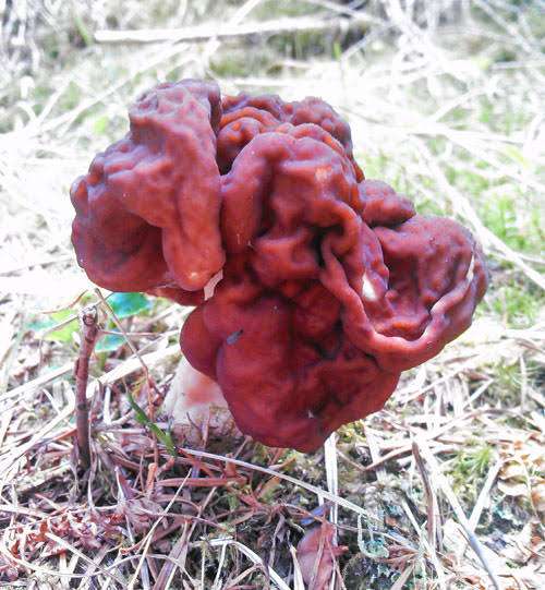毒を持ってる生物・植物
