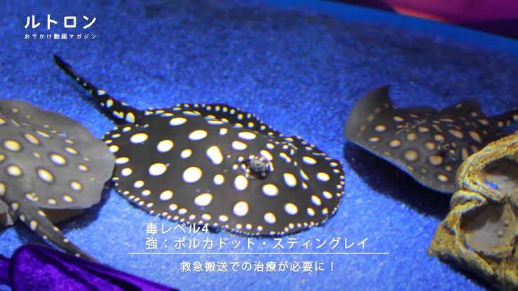 毒を持ってる生物・植物