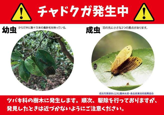 毒を持ってる生物・植物