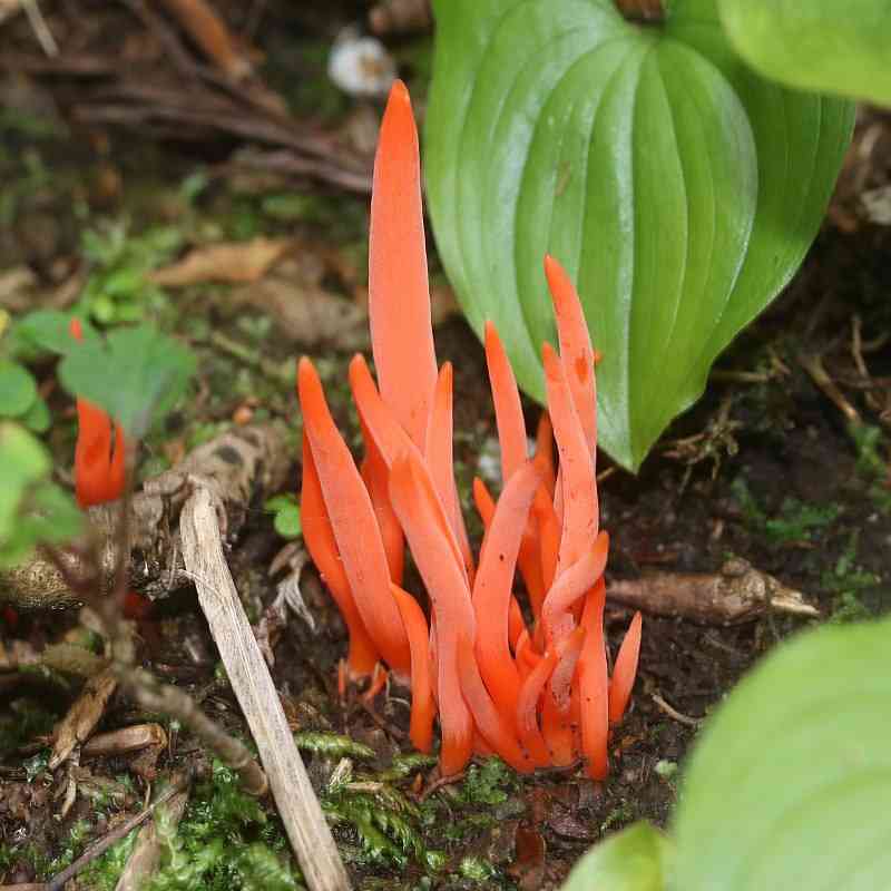 毒を持ってる生物・植物