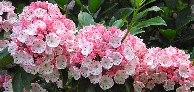 毒を持ってる生物・植物