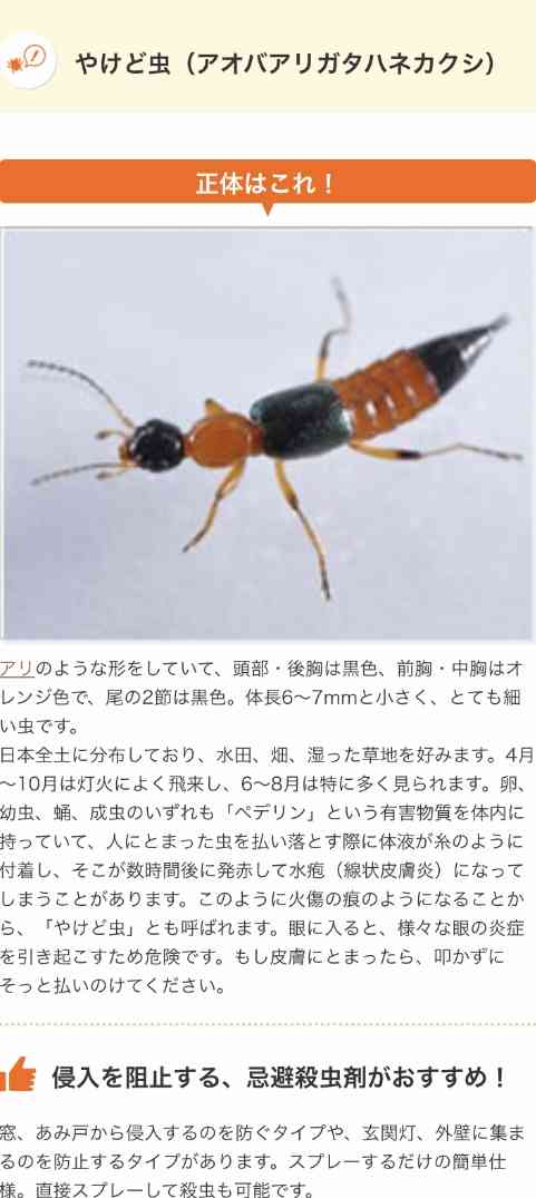 毒を持ってる生物・植物