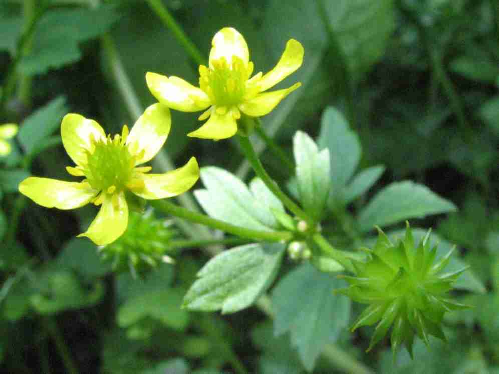 毒を持ってる生物・植物