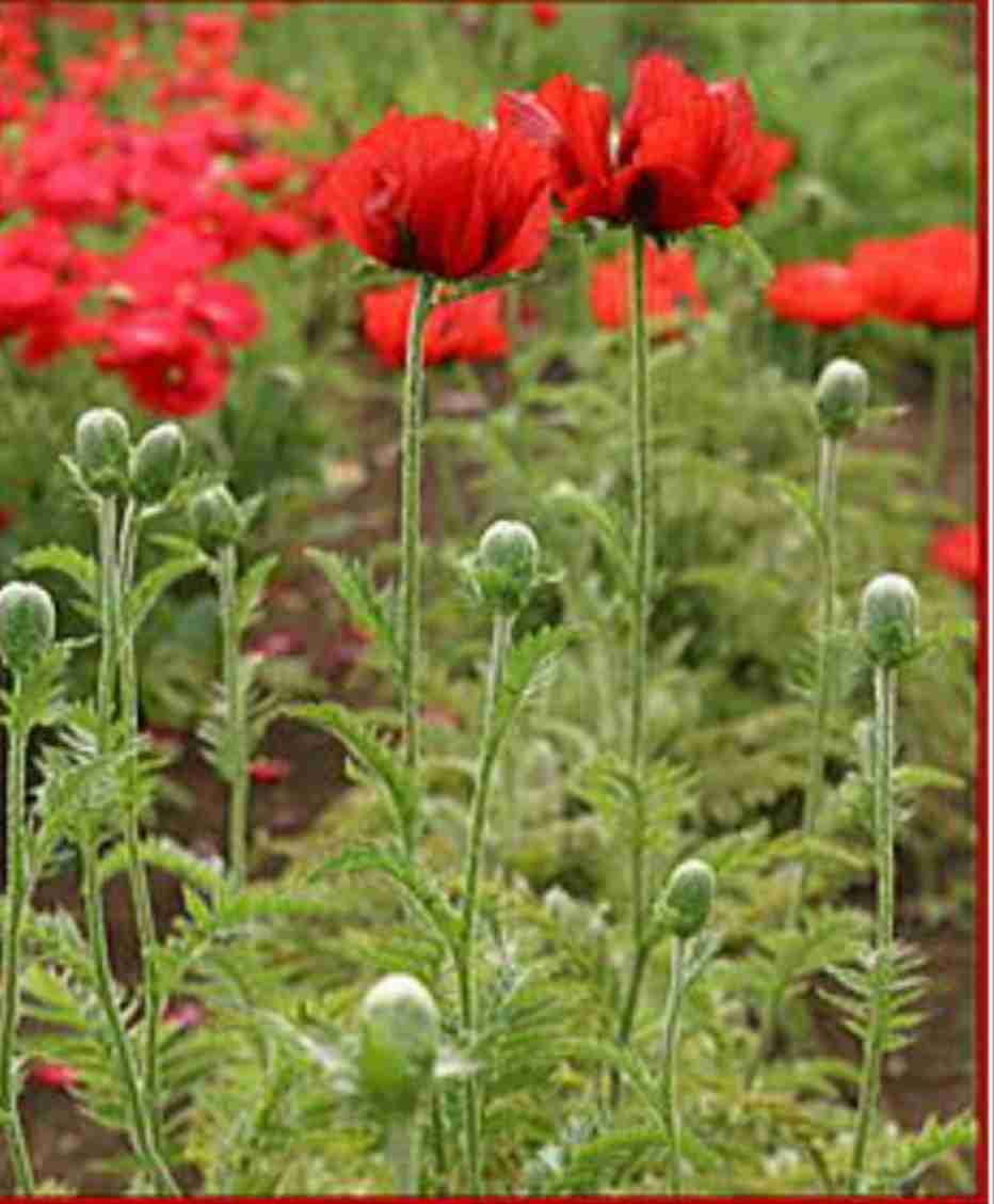 毒を持ってる生物・植物