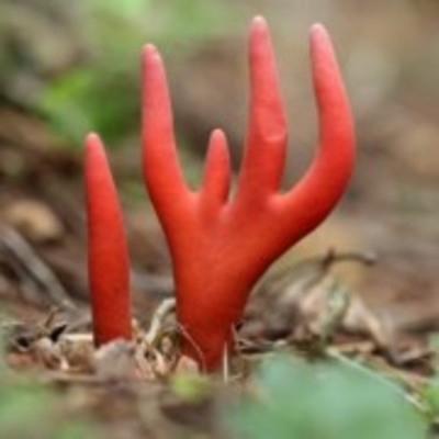 毒を持ってる生物・植物