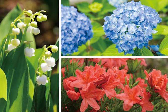 毒を持ってる生物・植物