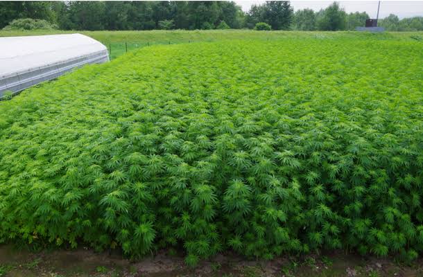 毒を持ってる生物・植物