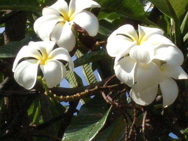 毒を持ってる生物・植物