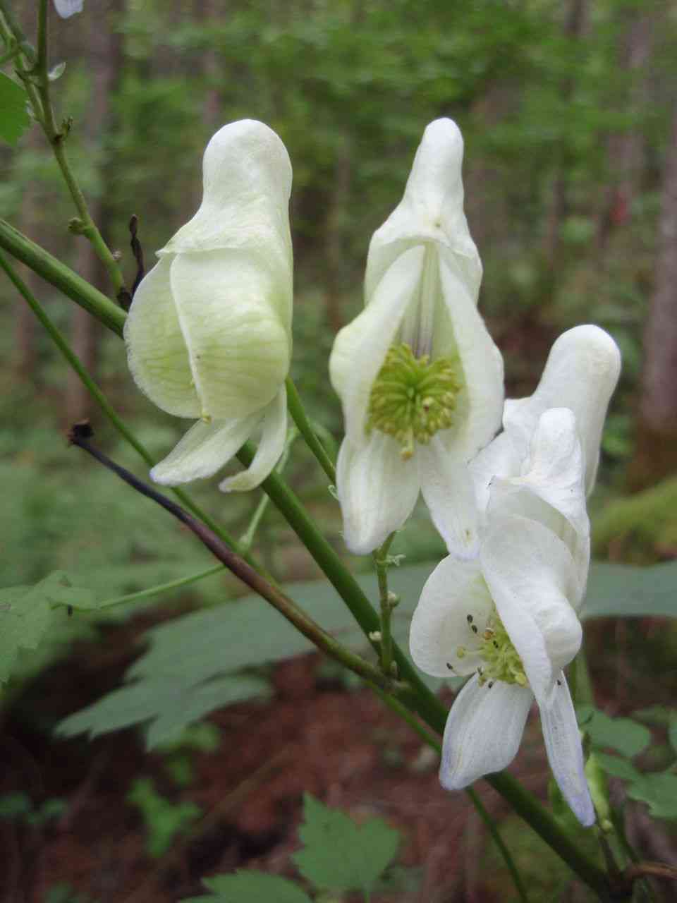 毒を持ってる生物・植物